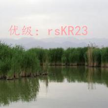 ѹ