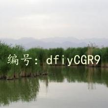 ̬