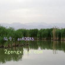ͨ