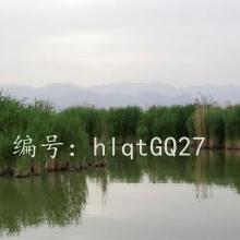 ֦Ҷï