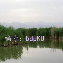 ѹ