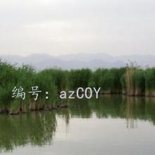 ÿ